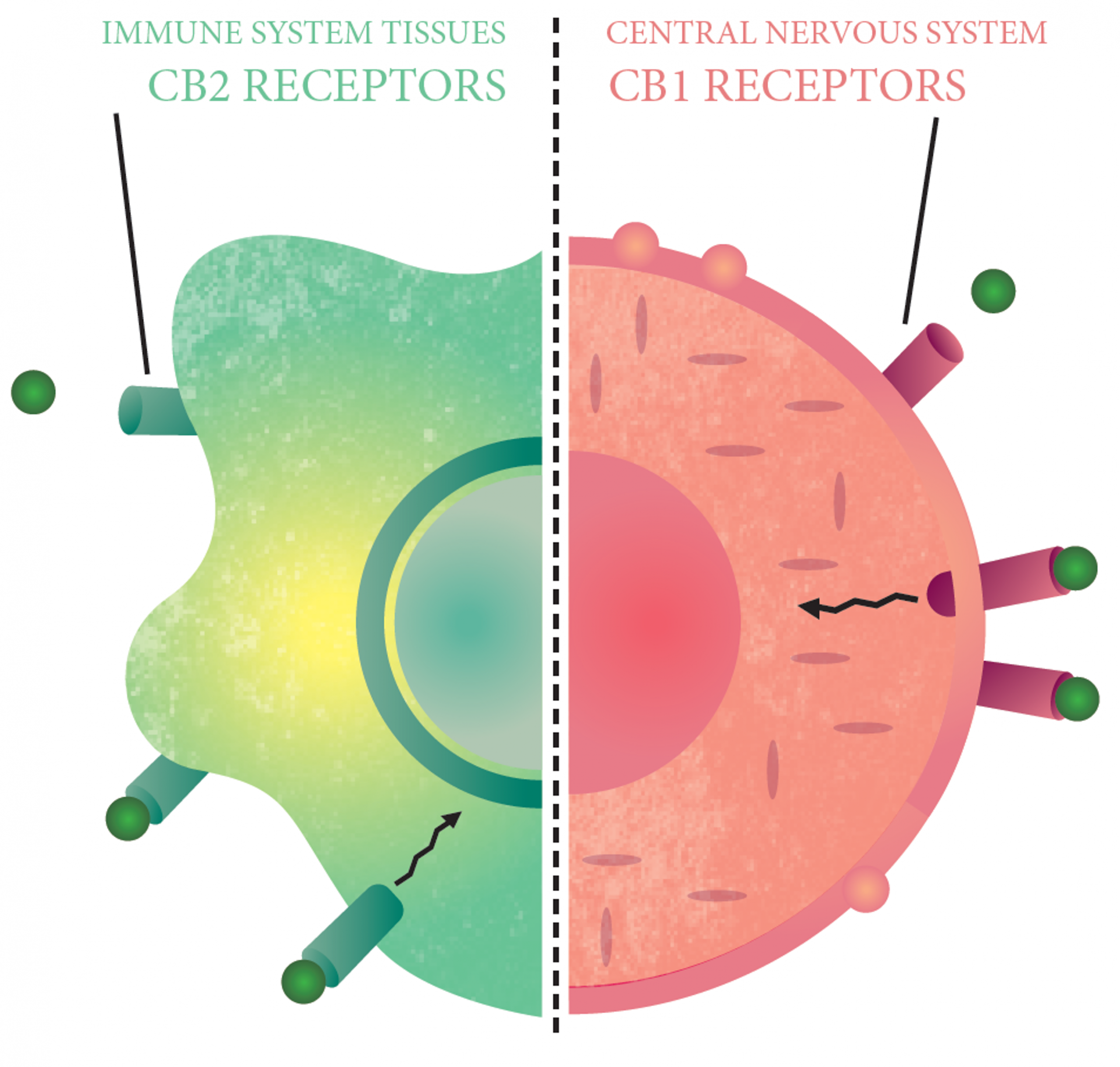 Receptors