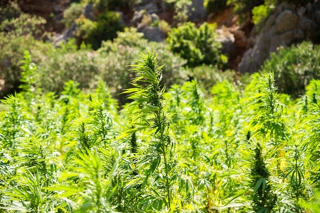 Hemp plants in a field