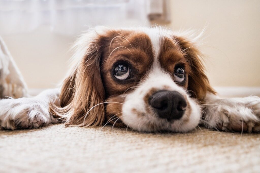 A puppy lying on the floor