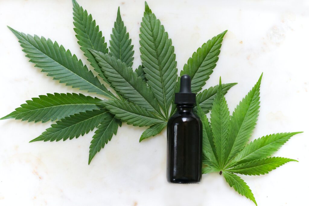 A CBD tincture bottle lying across three small cannabis leaves.