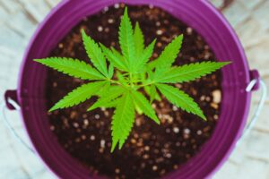 Cannabis plant in purple pot.