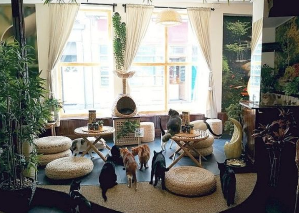 A shot of a cafe filled with cats and plants.