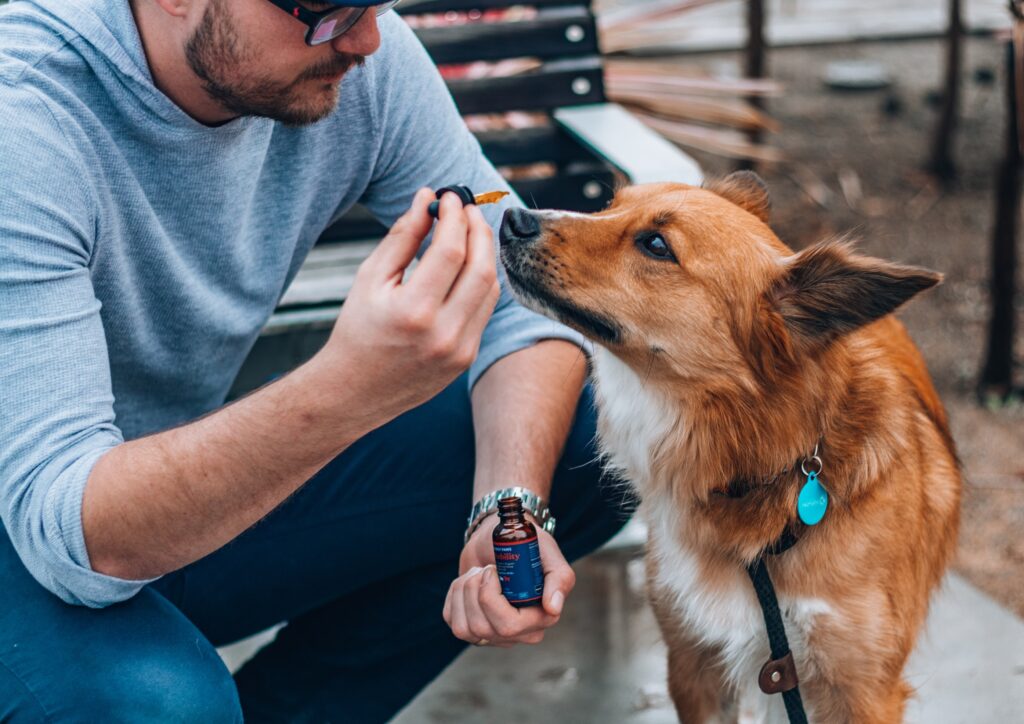 A man crouches down to offer an oil dropper to a small orange dog