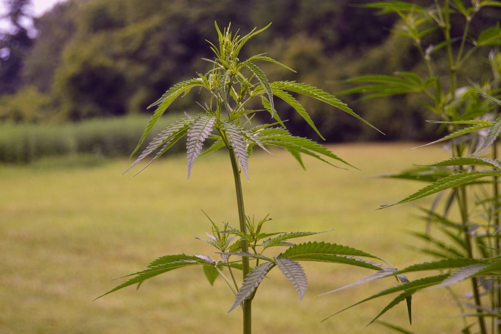 A photograph of a field with two tall hemp plants in the foreground of the shot