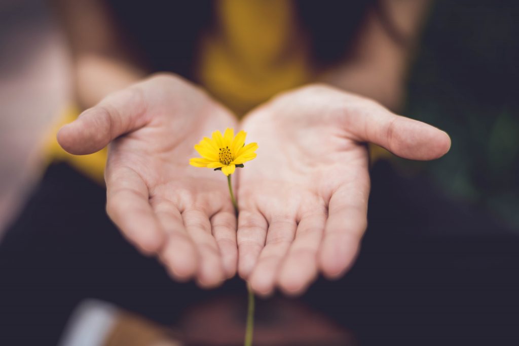Two hands held out holding a yellow flower in the palms.
